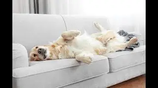 Guide to leaving your dog alone part 4 - support networks & increased time