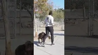 The Kind Of Dog Who Deserves Off Leash Freedom #dogtraining #doglovers #fyp