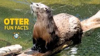 River Otter Characteristics & Facts