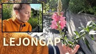 Lejongap: Varf&ouml;r dom b&ouml;jer sig, vilken sort s&aring; n&auml;r och varf&ouml;r bleknar dom? 5 saker du inte visste.