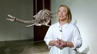 Jurassic-era fossils hit the auction block