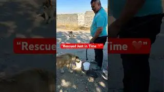 Saving Stray Dogs & Animals 🐶❤️ Feeding, Rescuing & Healing | Abas Toosi #shorts #viral #dogs