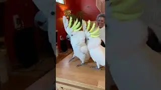 Когда начинается музыка