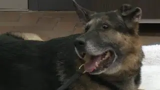 Hamilton police&rsquo;s longest serving K-9 unit member heads into retirement