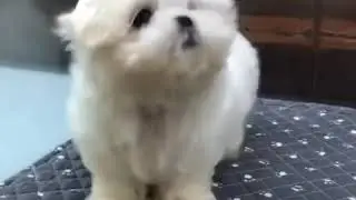 Cutest Puppy 😍 || Maltese Puppy || Cutest Creatures