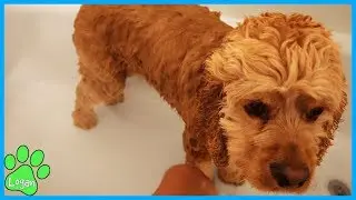 Bath Time! Getting Ready For An Adventure / Logan The Adventure Dog