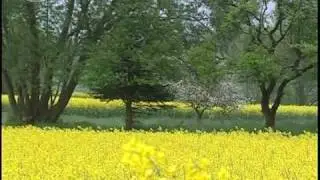 Rapeseed Fields in Hessen, Germany