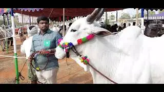 Ongole Bulls Fashion Show At Vijayawada Ongole Bull Race, Ongole Bulls Race and Avula Andhala Potilu