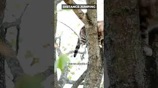 Leaping Cats Long Distance Marvels #cats #viral #video