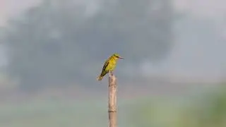 Slender-billed oriole @deepor Beel, Assam