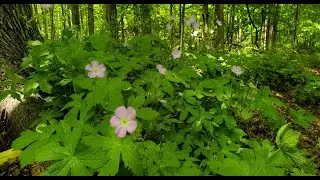 Wild Geranium