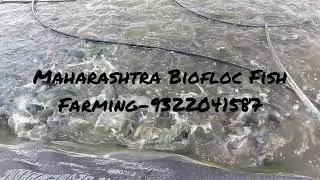 Biofloc Big Size Pond Setup- Tilapia Feeding #Tilapia #bioflocfishfarming #tilapiafeeding #biofloc