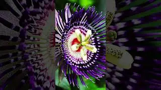 Krishna- kamal story #krishnakamal #flowers #mahabharat #plants #nature  #passionflower