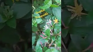 Japanese Honeysuckle brings so much sweet aroma and taste to your garden a must have loves shelter!