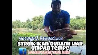 mancing ikan gurami liar umpan tempe || spot sungai brantas