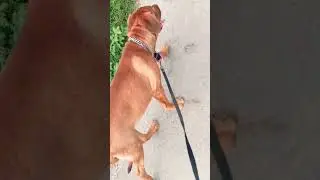 French mastiff dog Pappy #dog #french #pappy #youtubesort #sortvideo