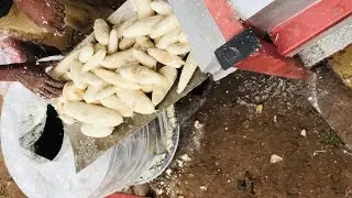 Cassava peeling/washing machine, straight to grating no waste of time