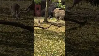 Kangaroo Joey at the stl zoo hopping