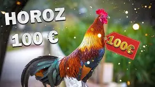Šou na pijaci u Visokom! Horoz 100 Eura, a janje 200 Eura!