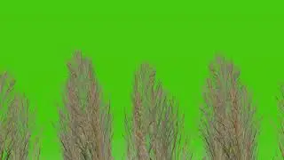 tree green screen video