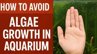 How to avoid algae growth in aquariums!!