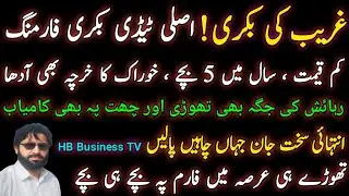 Teddy goat Farming in pakistan| The poor man goat | Russian teddy goats | HB Business TV 