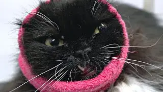 A very spicy snaggletooth cat