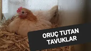ORUÇ TUTAN TAVUKLAR 2 GURK TAVUK BASTIRDIM YENİ GELEN SERAMA GURK OLMUŞ #güvercin @ResulHOY#gurk