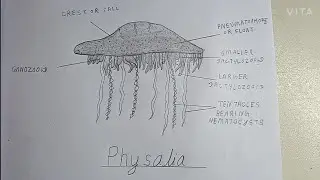How to draw physalia