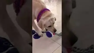Top 3 Amazing Toys for Dogs on Amazon #shorts