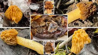 B&ouml;hmische Verpel Verwechslung | B&ouml;hmische Verpel finden | early morel, Runzelverpel, Verpa bohemica
