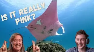 The world's only PINK manta ray!!
