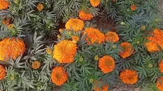 আমার তৈরি আমার বাগানে গেদা ফুল