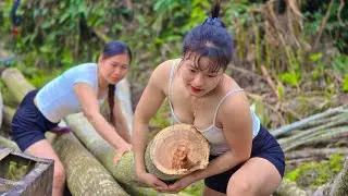 Agriculturalvehicle, two girls cut down large, dangerously leaning trees.#wood #tractor #chainsaw 