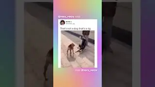 the way he flinches and act so brave 😭 #cute #dog #funny #lol #meme #animal #fyp