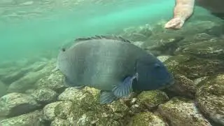 Shelly Beach Barrens Snorkel - Blue Groper