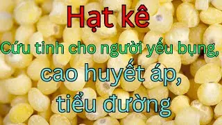 Hạt kê – Cứu tinh cho người yếu bụng, cao huyết áp, tiểu đường