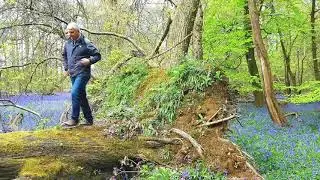 The English Bluebells Magical Forest.