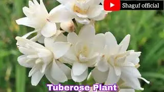 Fragnant Summer Flower Garden