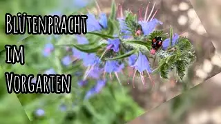 Bl&uuml;tenpracht im Vorgarten - sch&ouml;n und insektenfreundlich