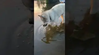 Что он делает ? 🤣 #мигпёс