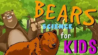 Bears | Science for Kids