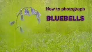 Bluebells and how to photograph them