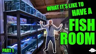 What it's like running a Fish Room - Part 1 - TIPS & TRICKS