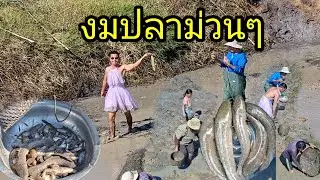 ดูดหนอง งมปลาหนองบ่าวน้ำ มีแต่โตใหญ่ๆ
