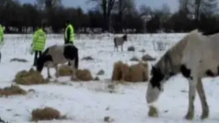 DSPCA Horses Dunsink Nov 30th 2010