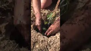 How are hops grown?