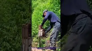 Chainsaw Tree Cutting in Forest | Logging Work