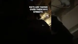 🐀 RATS ARE TAKING OVER THESE NYC STREETS #youtubeshorts #viralshorts