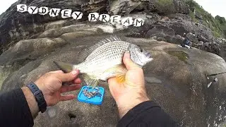 Float Fishing Middle Head for Bream & Trevally using pilchard - Rock Fishing Sydney